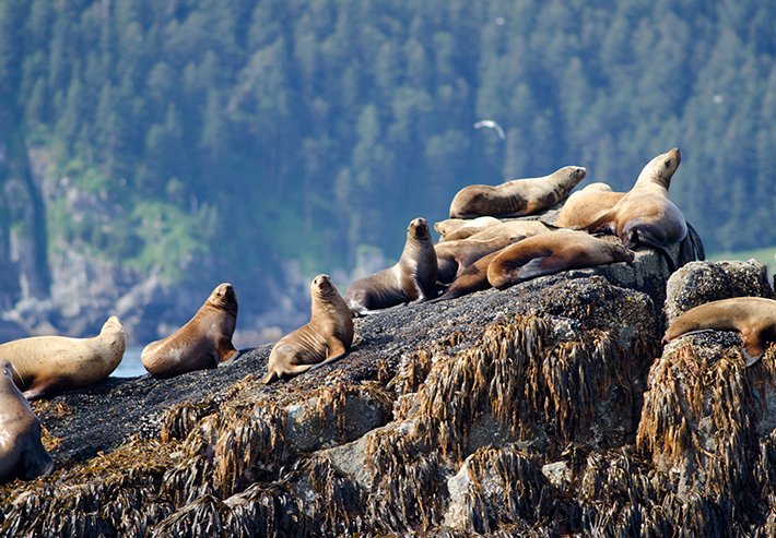 Seward Fishing Charters, Alaska